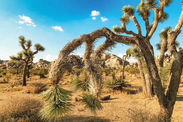 Quiver Trees: Joshua Tree National Park by Mark Paulda