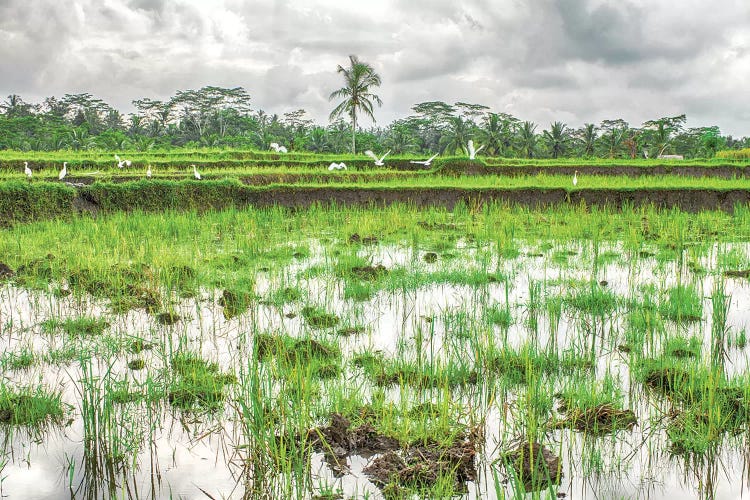 Bali Rice Field