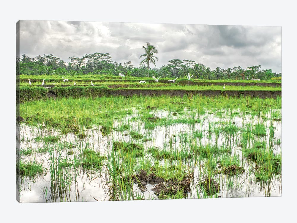 Bali Rice Field by Mark Paulda 1-piece Art Print