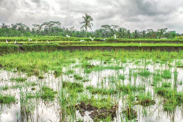 Indonesia: Bali Rice Field by Mark Paulda