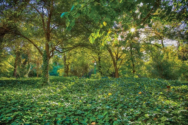Buenos Aires: Bosques De Palermo - Buenos Aires by Mark Paulda