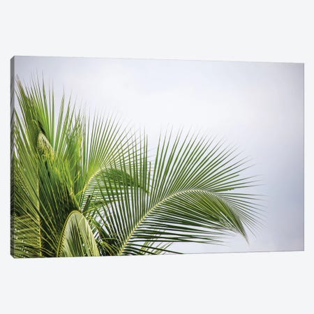 Palm Tree Canvas Print #PAU16} by Mark Paulda Art Print