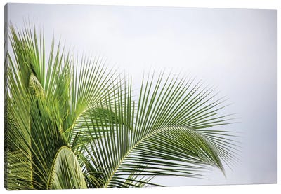 Palm Tree Canvas Art Print - Green Leaves 