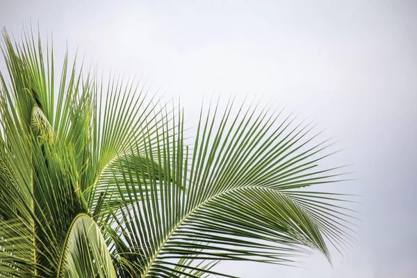 Refreshing Workspace: Palm Tree by Mark Paulda