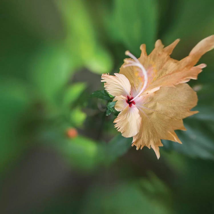 Hibiscus Bokeh