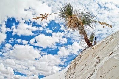 Leaning Cactus by Mark Paulda framed wall art