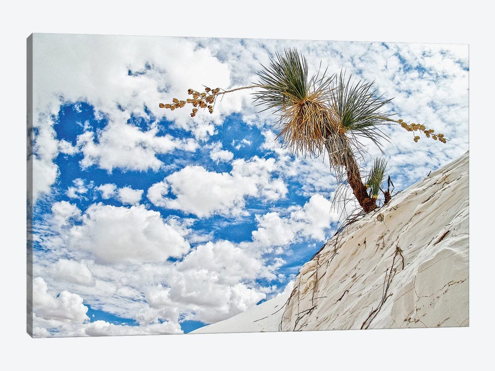 Leaning Cactus by Mark Paulda 1-piece Canvas Print