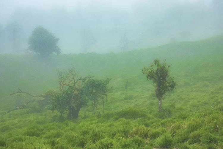 Andes Cloud Forest by Mark Paulda wall art