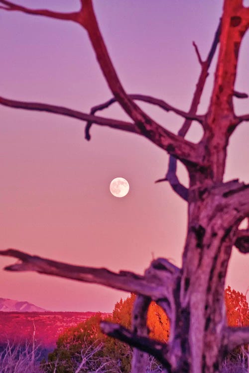 Colorado Moonrise by Mark Paulda wall art