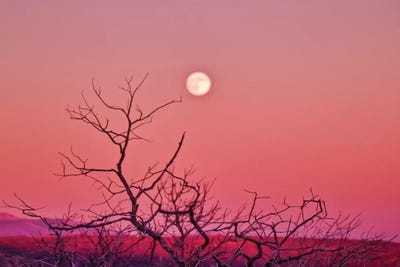 Desert Moonrise by Mark Paulda art print