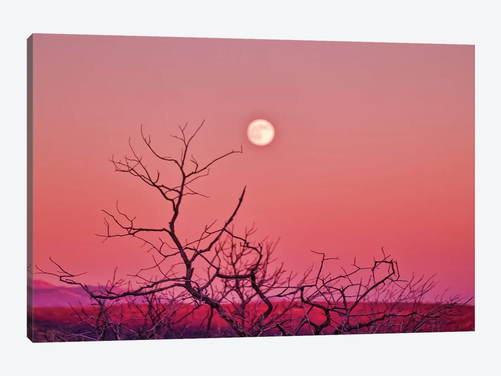 Desert Moonrise by Mark Paulda 1-piece Canvas Artwork