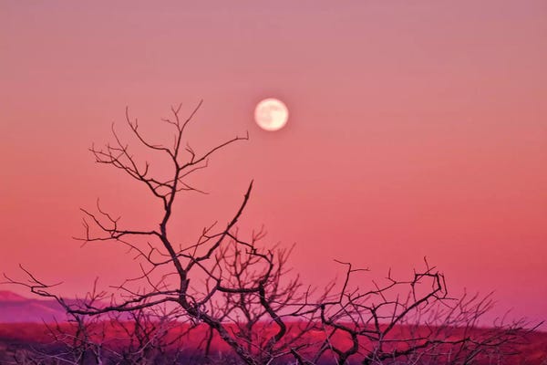 Tree Close-Ups: Desert Moonrise by Mark Paulda