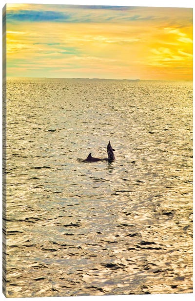 Dolphins In The Maldives Canvas Art Print - Maldives