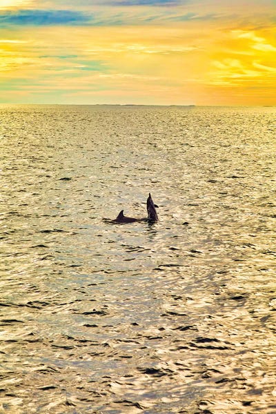 Maldives: Dolphins In The Maldives by Mark Paulda