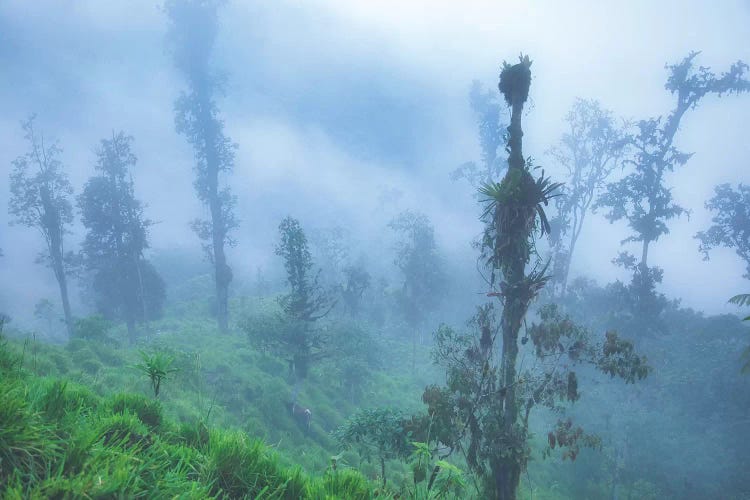 Andes Mountains Cloud Forest