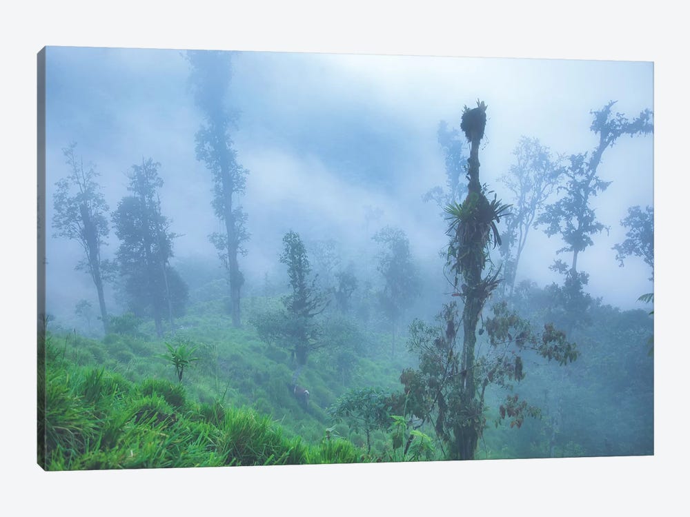 Andes Mountains Cloud Forest by Mark Paulda 1-piece Canvas Print