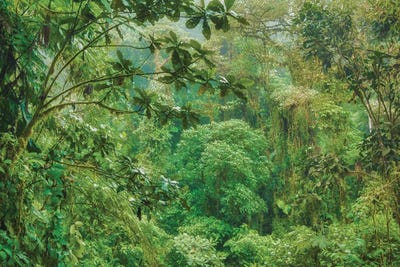 Jungle In The Andes by Mark Paulda art print