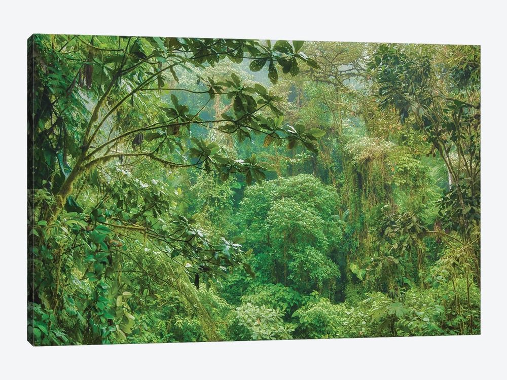 Jungle In The Andes by Mark Paulda 1-piece Canvas Artwork