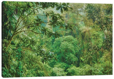 Jungle In The Andes Canvas Art Print - Jungles