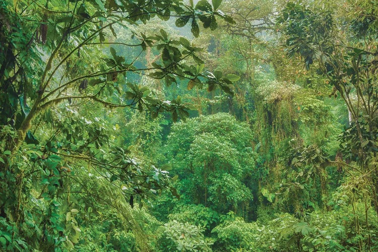 Jungle In The Andes by Mark Paulda wall art