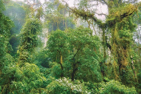 Jungles: Mountain Jungle by Mark Paulda