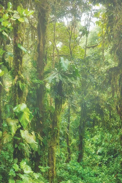 Jungle Mist by Mark Paulda art print