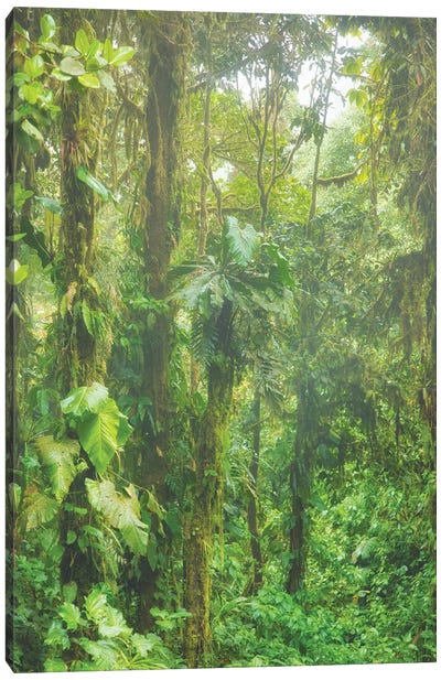 Jungle Mist Canvas Art Print - Jungles