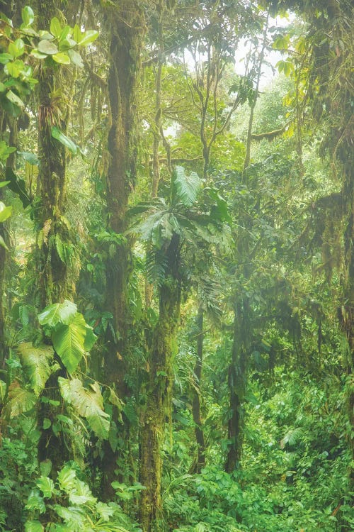 Jungle Mist by Mark Paulda wall art