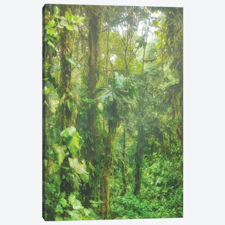Jungle Mist Canvas Print #PAU221} by Mark Paulda Canvas Art Print