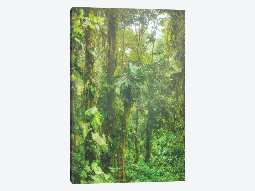 Jungle Mist by Mark Paulda 1-piece Canvas Artwork