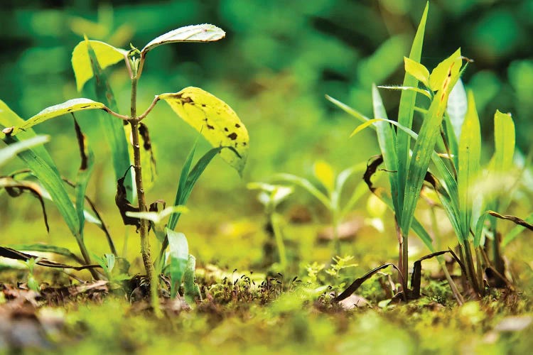Ecuador Miniature Jungle by Mark Paulda wall art
