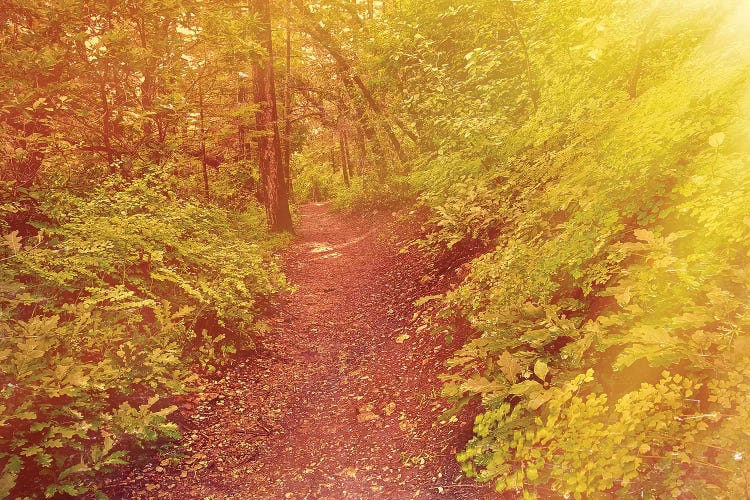 Forest Sunrays by Mark Paulda wall art