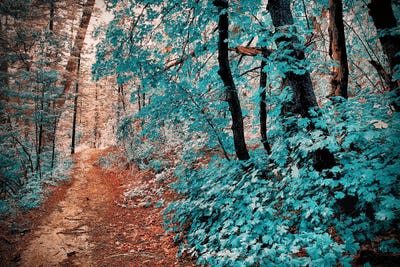 Trestle Trail by Mark Paulda framed wall art