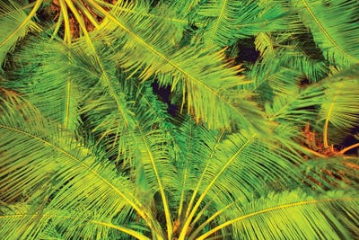Dancing Palm Fronds by Mark Paulda art print