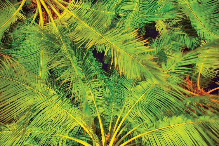 Dancing Palm Fronds by Mark Paulda wall art