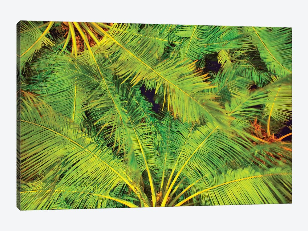 Dancing Palm Fronds by Mark Paulda 1-piece Canvas Art