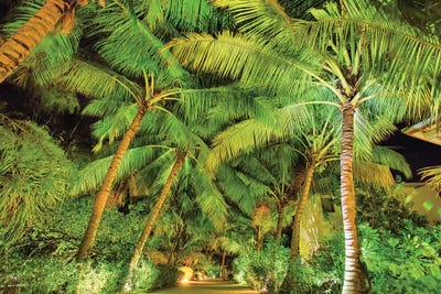 Palm Tree Path by Mark Paulda art print