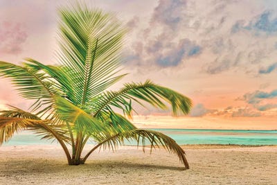 Sunset Palm by Mark Paulda art print