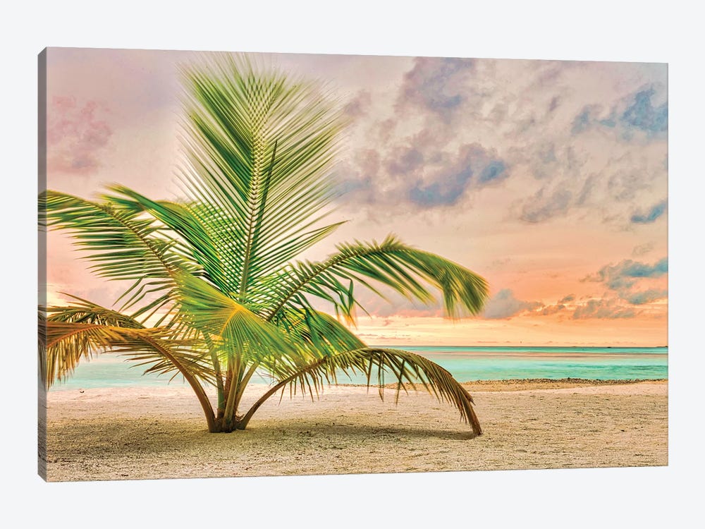 Sunset Palm by Mark Paulda 1-piece Art Print