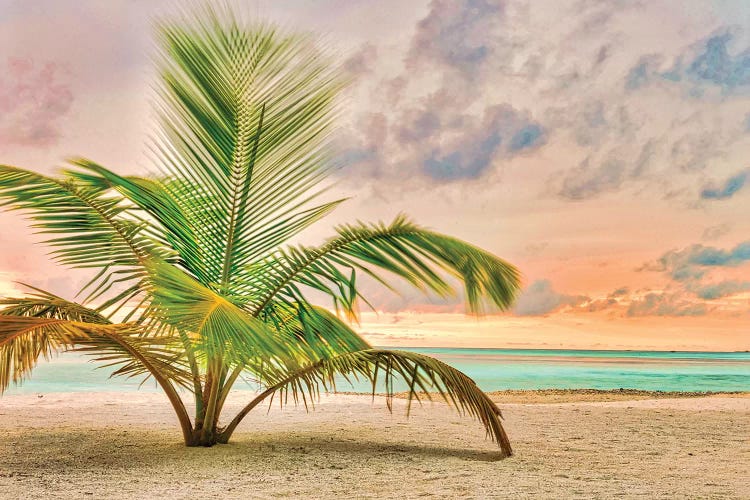 Sunset Palm by Mark Paulda wall art