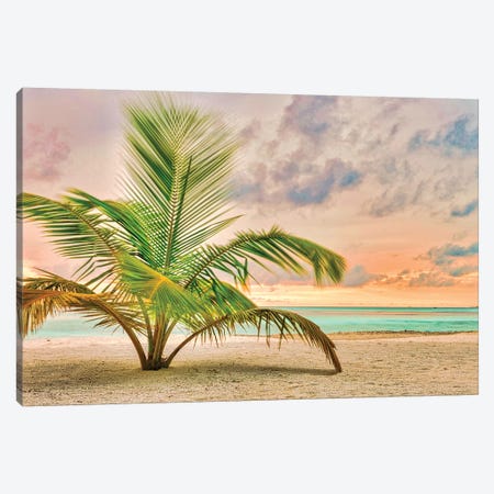 Sunset Palm Canvas Print #PAU235} by Mark Paulda Canvas Art Print