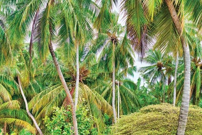 Palm Paradise by Mark Paulda canvas print