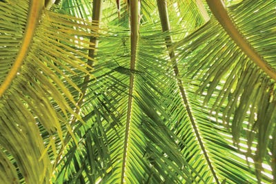 Green Palm Fronds by Mark Paulda art print