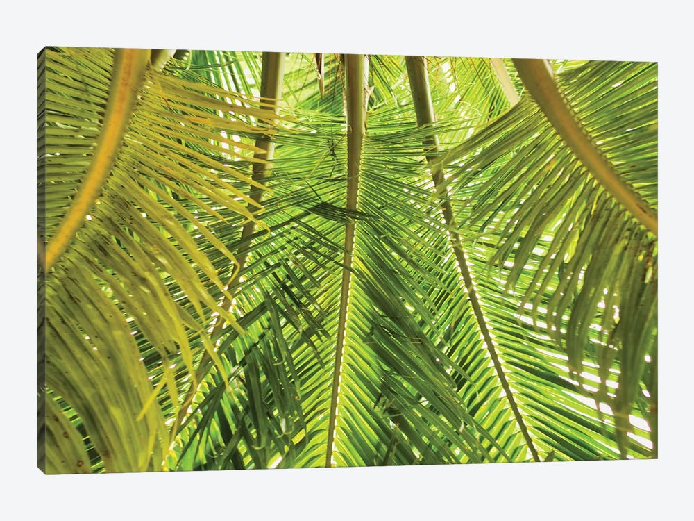 Green Palm Fronds by Mark Paulda 1-piece Canvas Print