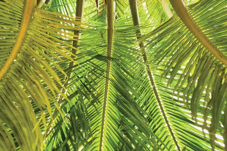 Green Palm Fronds