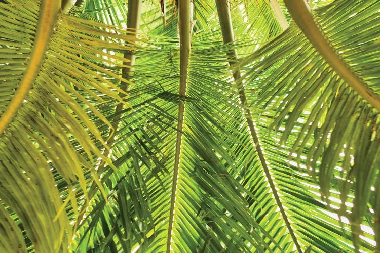 Green Palm Fronds by Mark Paulda wall art