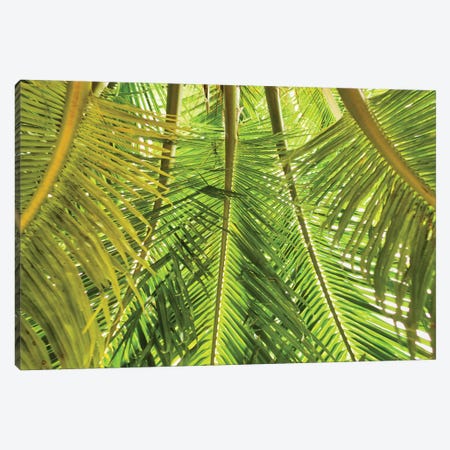 Green Palm Fronds Canvas Print #PAU244} by Mark Paulda Canvas Artwork