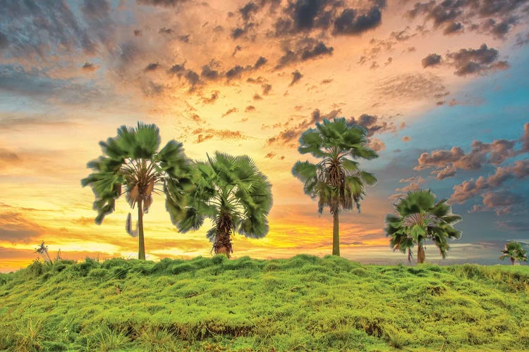 Palms At Sunset