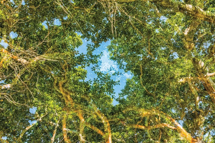 Lush by Mark Paulda wall art
