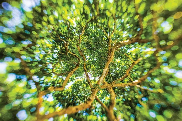 Tree Close-Ups: Tropical Wonder by Mark Paulda